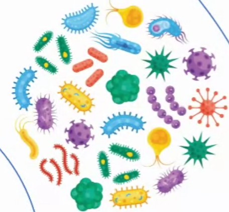 14,15-DHET sEH activity Elisa Kit