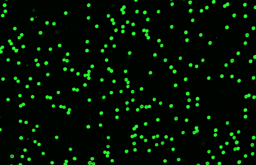 [AFG-2400-NH2] Green PS Fluorescent Particles, 24 um-NH2